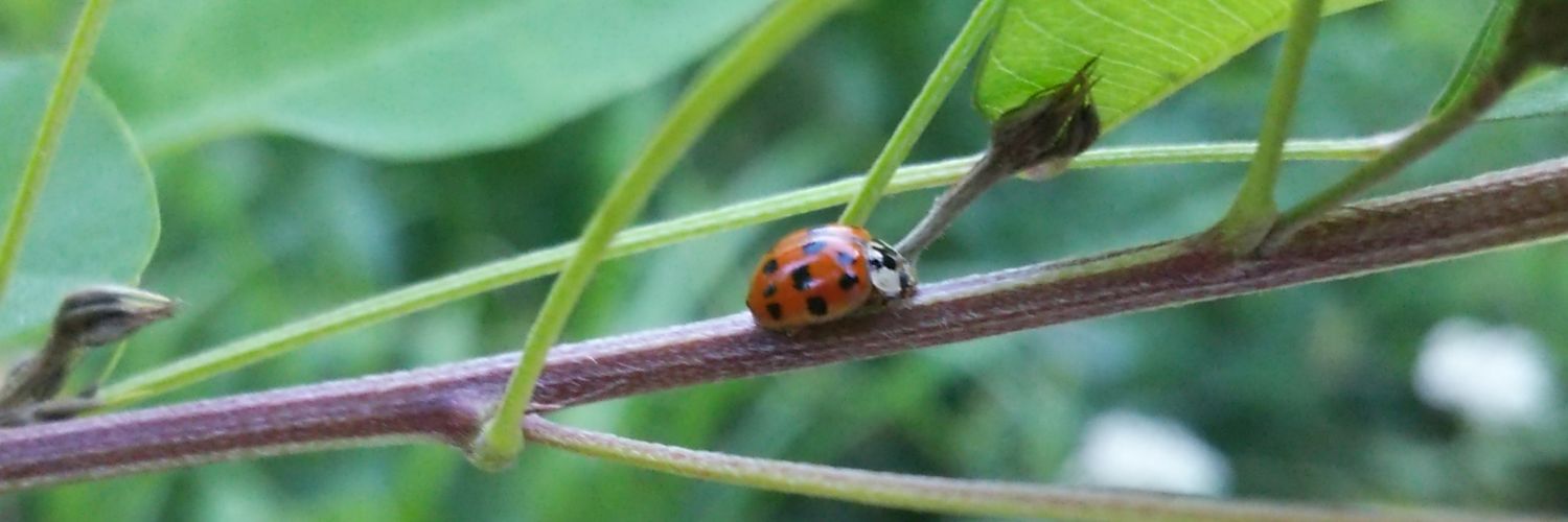 みちぇ～ゑ banner