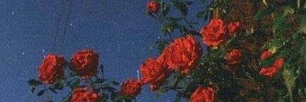 _carolinanicole's profile banner image