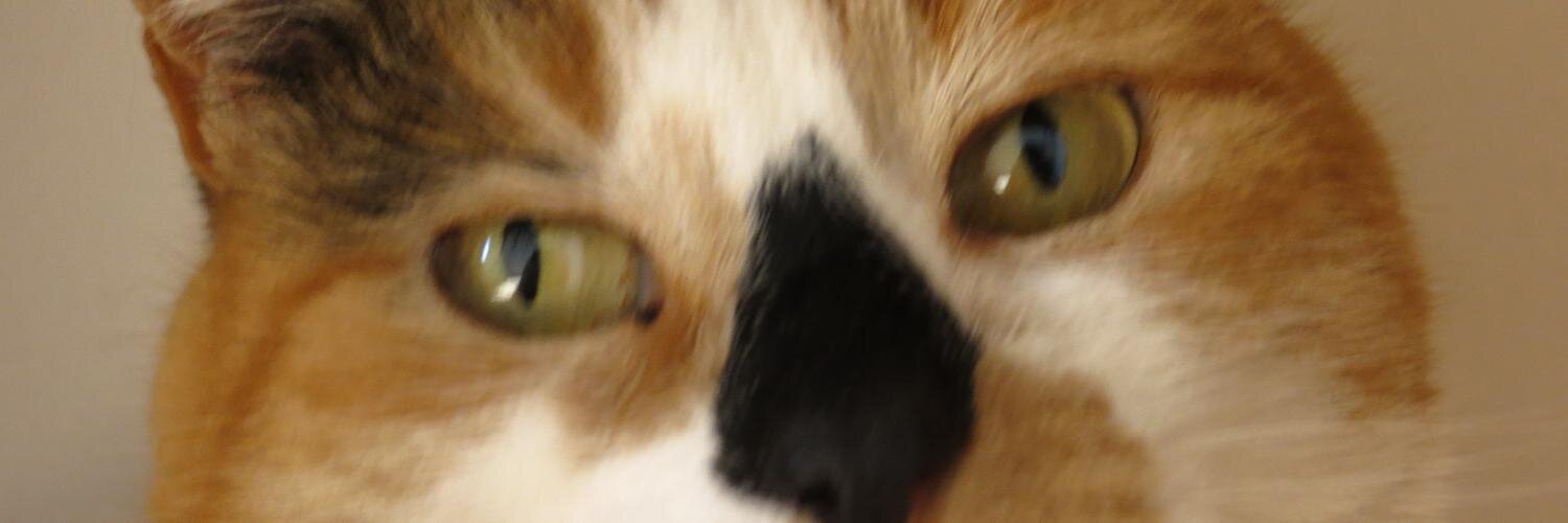 ChikoCarlo banner