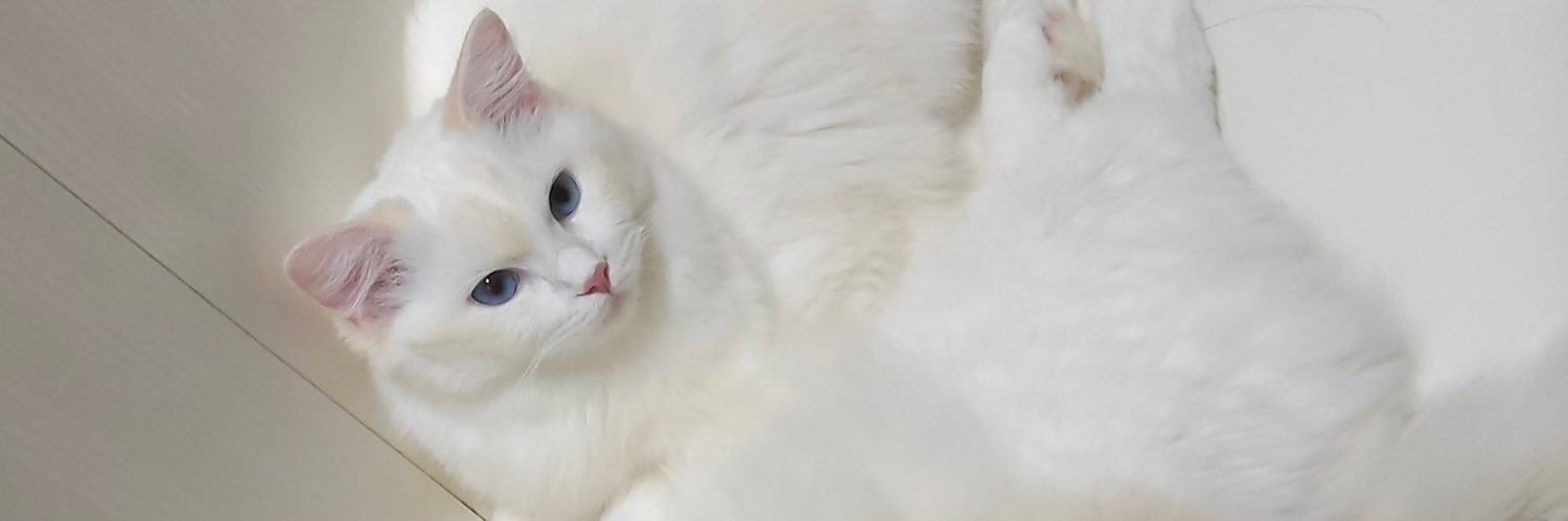 solfy banner