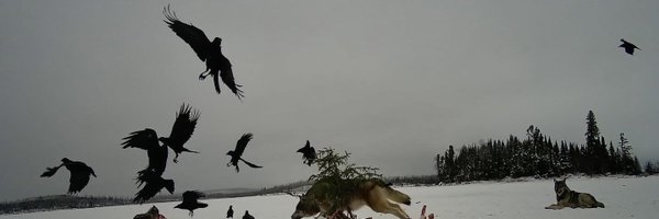 aaevrored Profile Banner