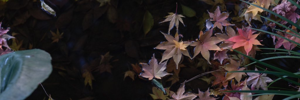 kugikugi's profile banner image