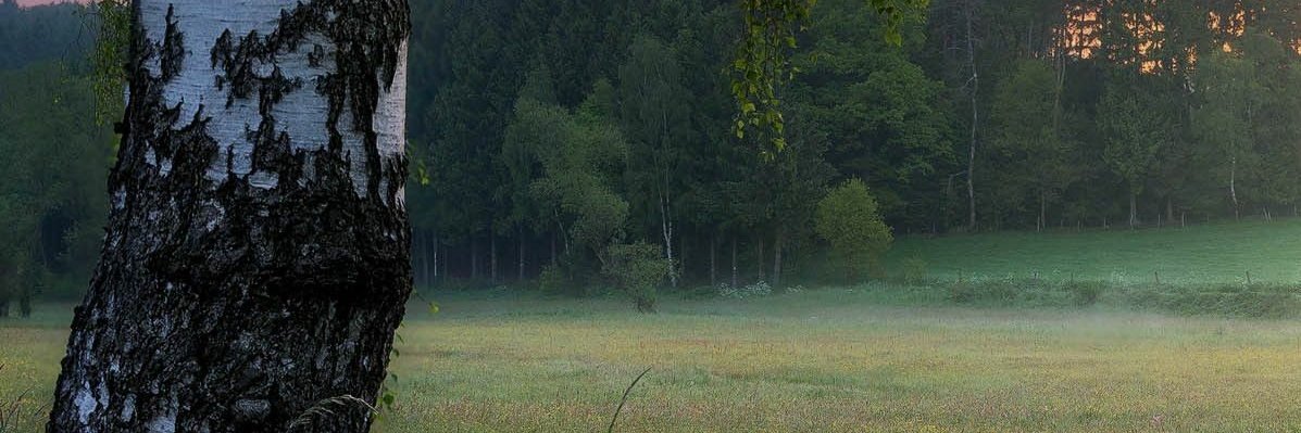 GislenePedro's profile banner image