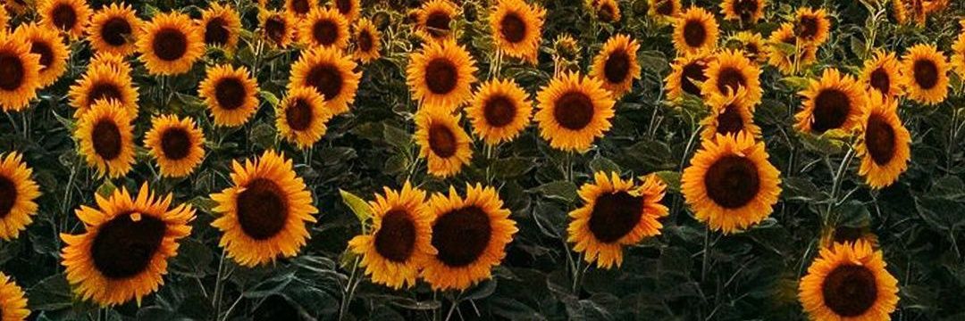 MicaelaOlmos_'s profile banner image
