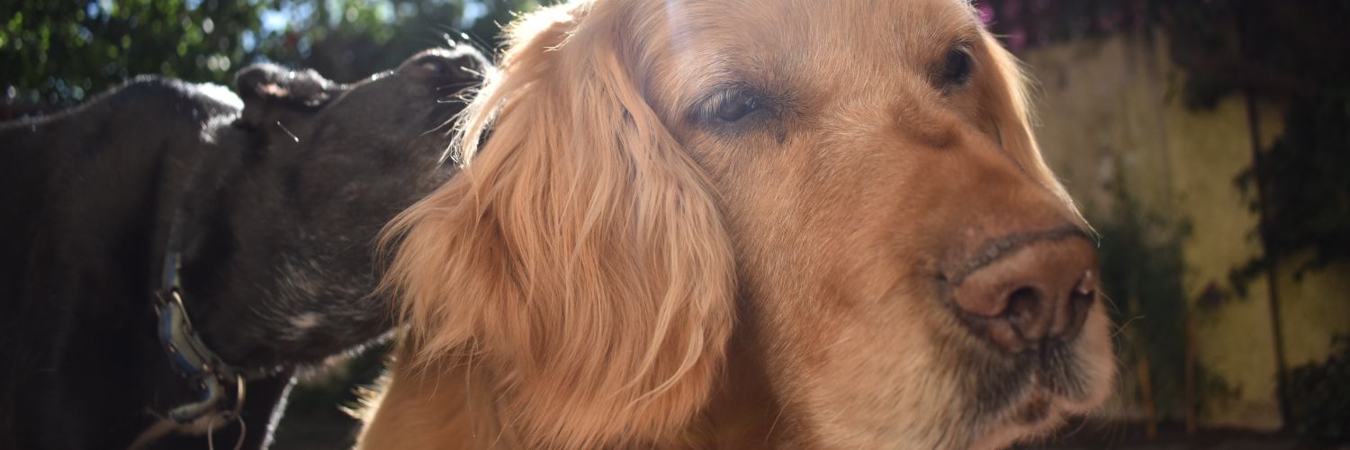 GiuCapalbo's profile banner image