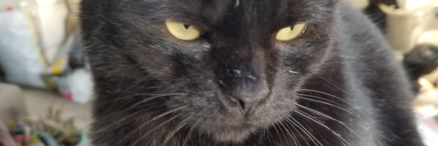 虎子@猫(最優先事項はエレファントカシマシ) banner