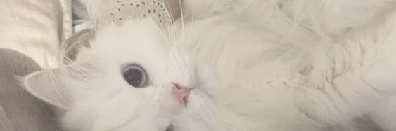 ah_shitwhyme's profile banner image