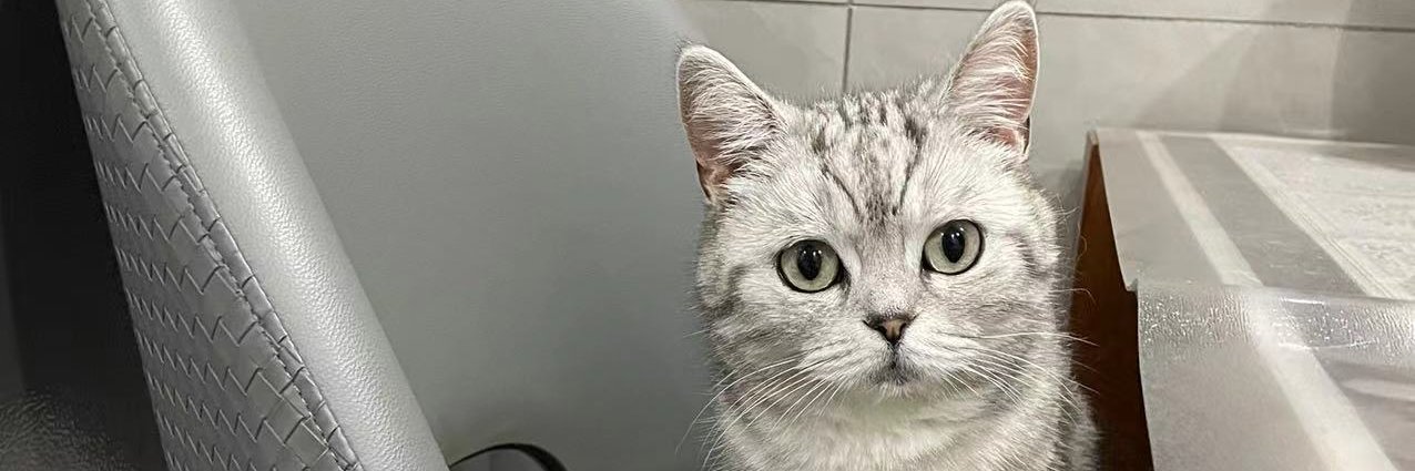 海猫团子's banner