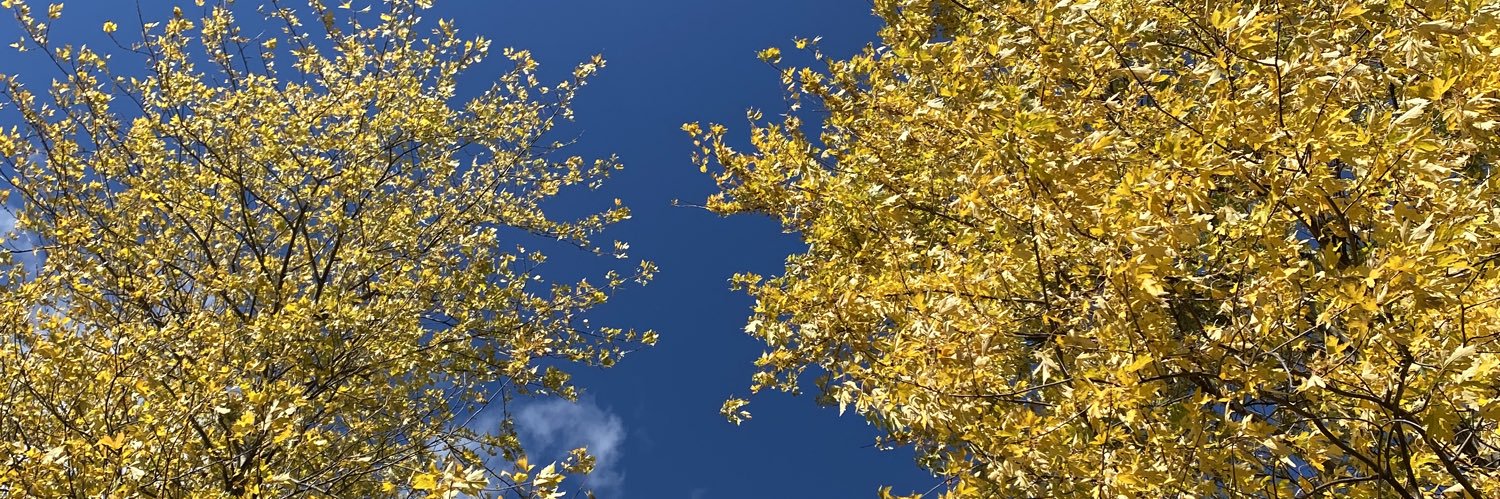 wandarful's profile banner image