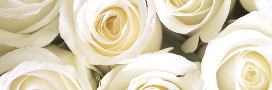 ali_wehmer's profile banner image