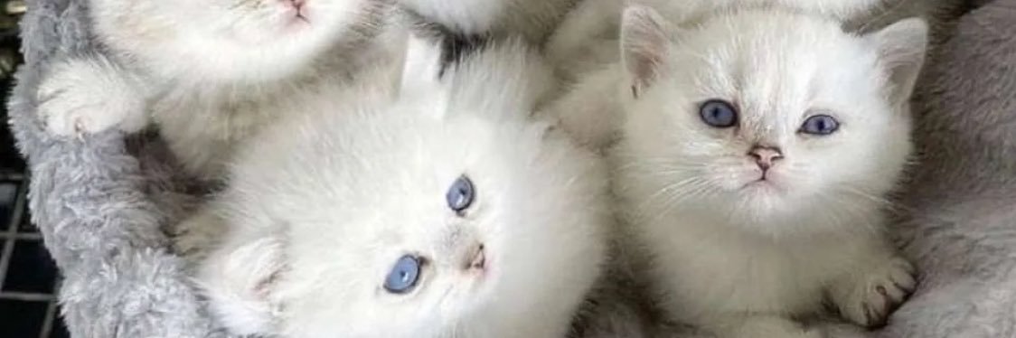 bandoo21's profile banner image