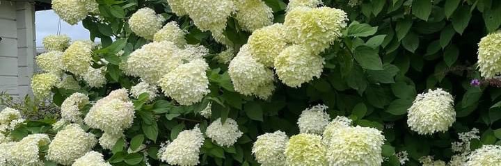 The ICU Doctor 🩺 banner