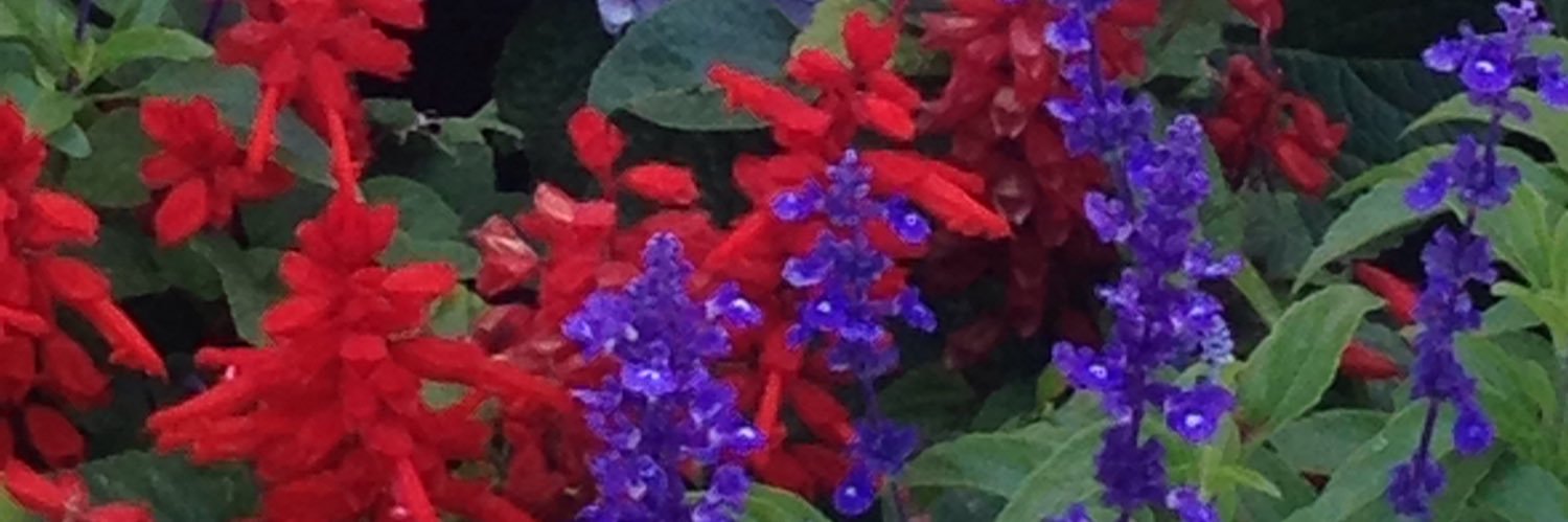 victoria386's profile banner image