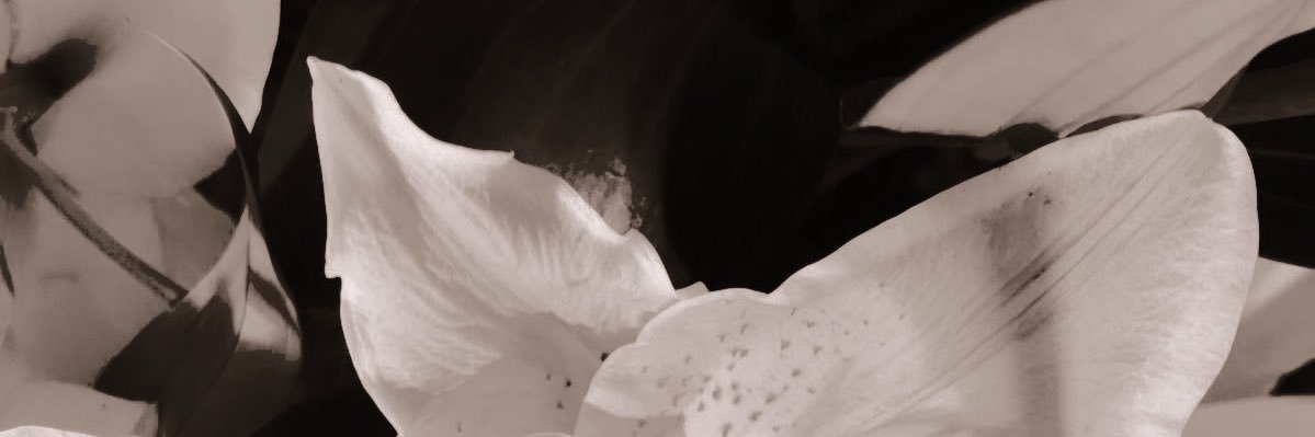 GEMPITA LAIKA. banner