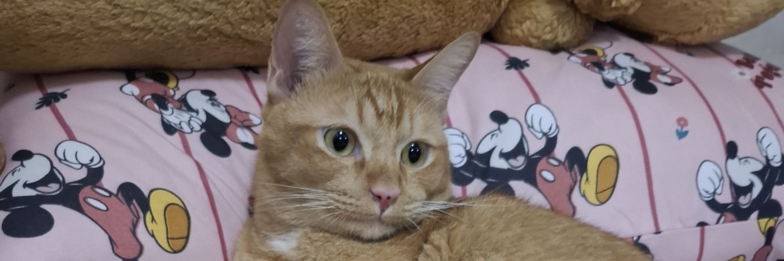 teddies_poko's profile banner image