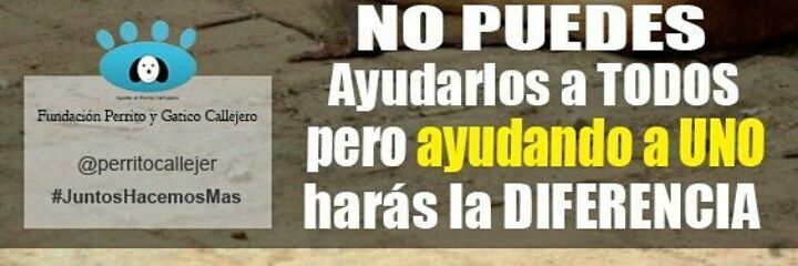 Perrito Callejero banner