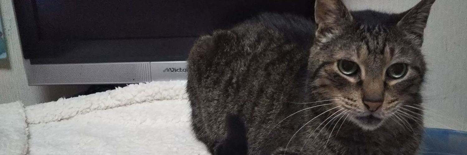 taemomo55's profile banner image