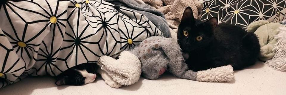 Sushi - Cherchose en comportement des mains 🐱 banner