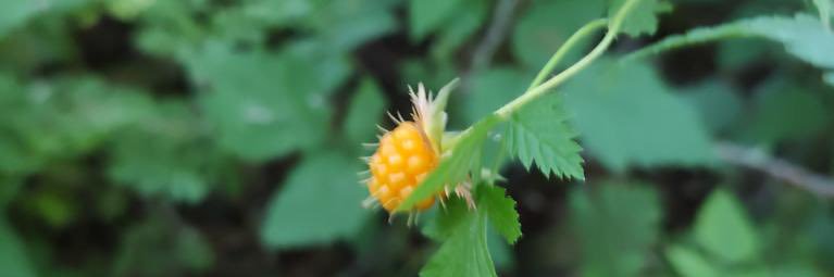 Bhetti, rhymes with Witch 🦖⚪️🏳️‍⚧️🏳️‍🌈🦁🕷️🪴 banner