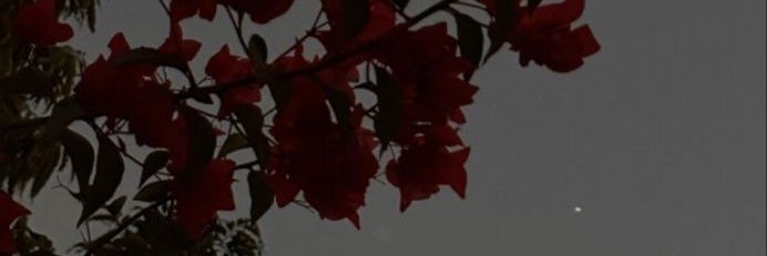 Neko_simps's profile banner image