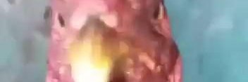 filo banner