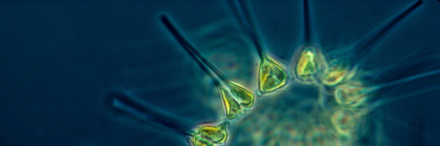 Bernhardt Lab banner