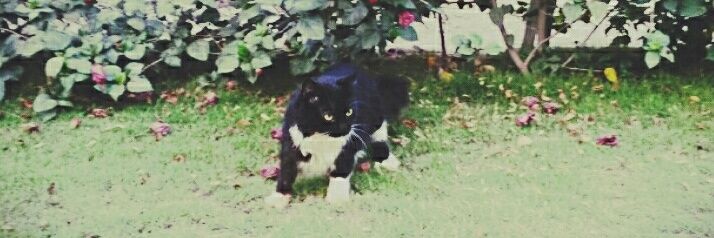 kattygdbb's profile banner image
