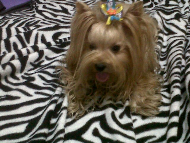 nisa_vemon's profile banner image