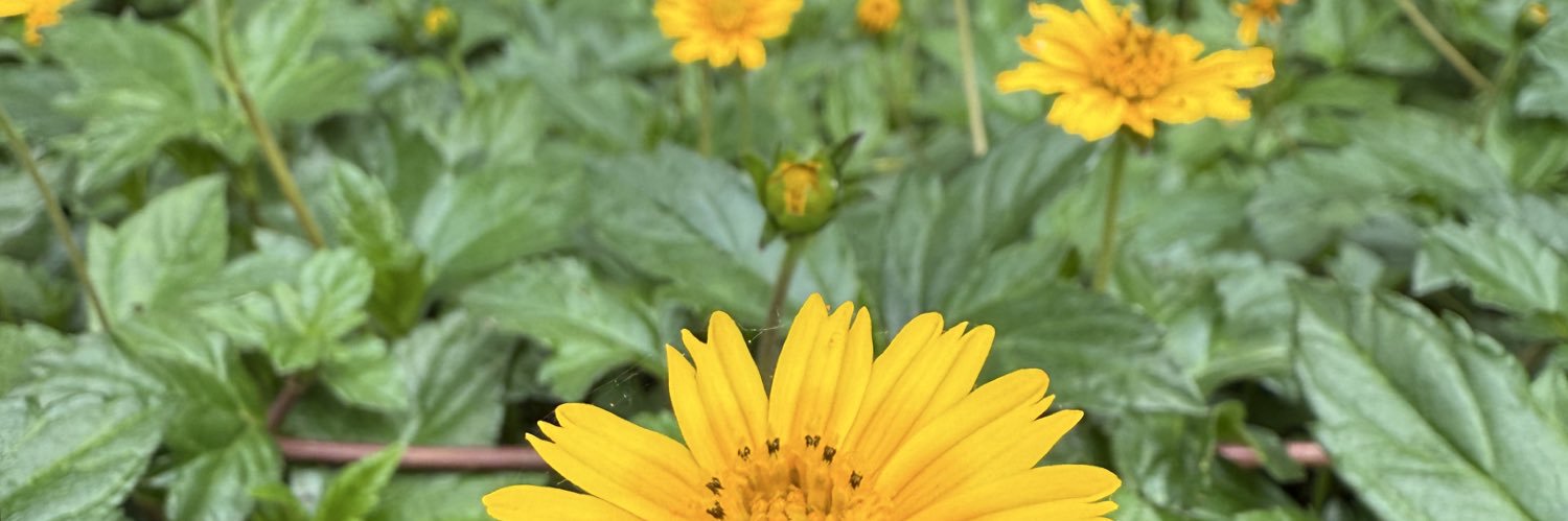 hbweb2's profile banner image