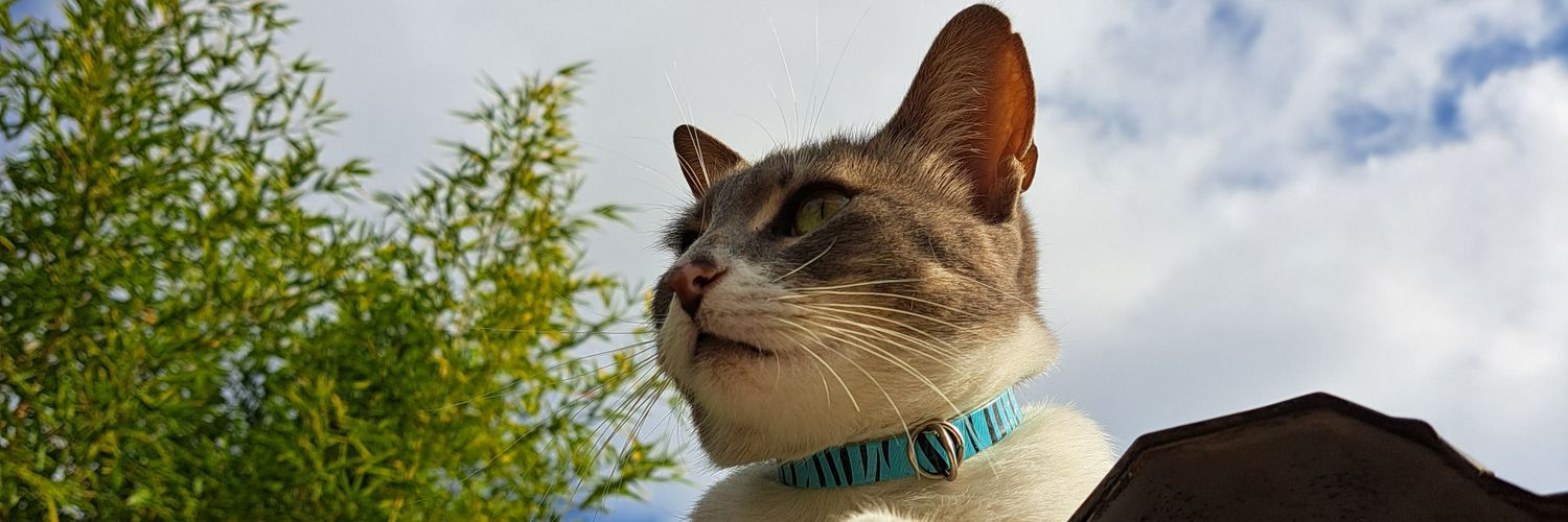 maurobordon_'s profile banner image
