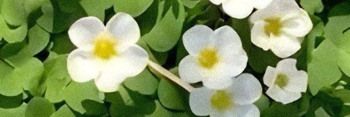 ✗❤ banner