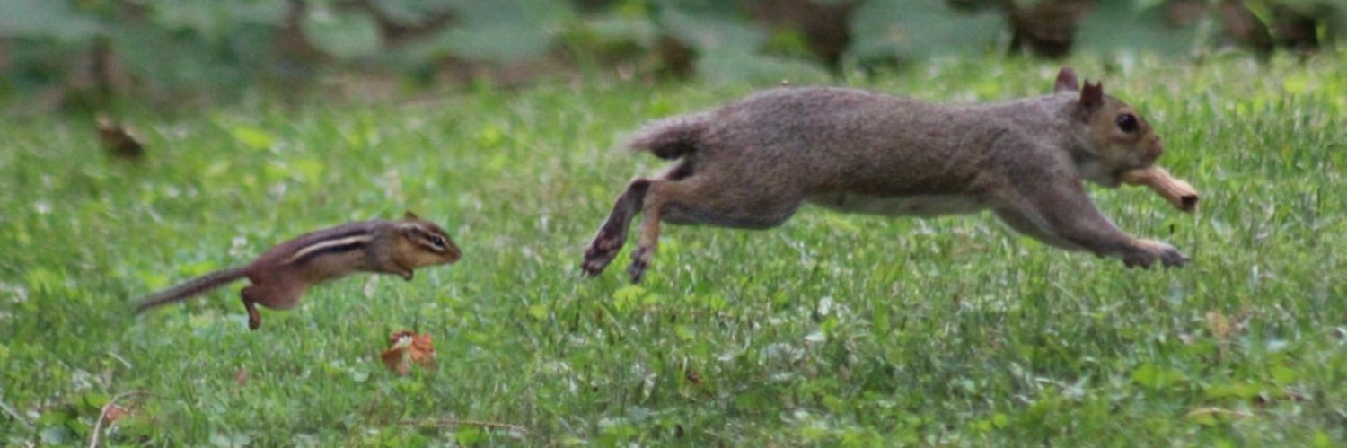 squirrel banner