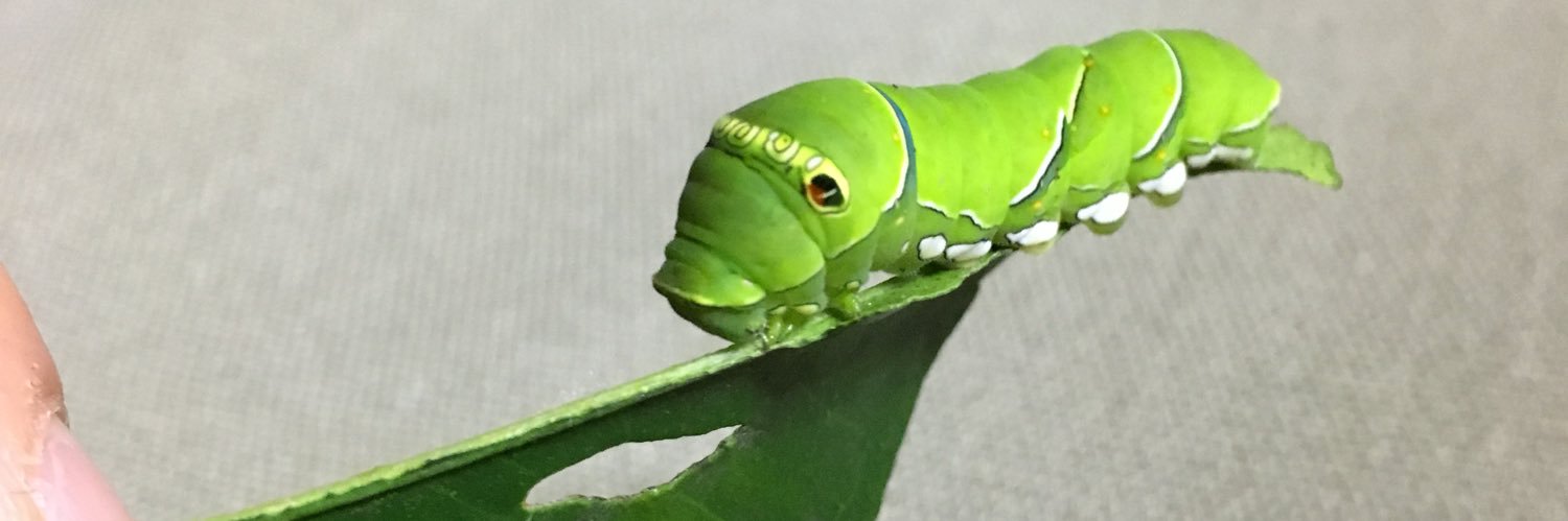 Obamarucho's profile banner image