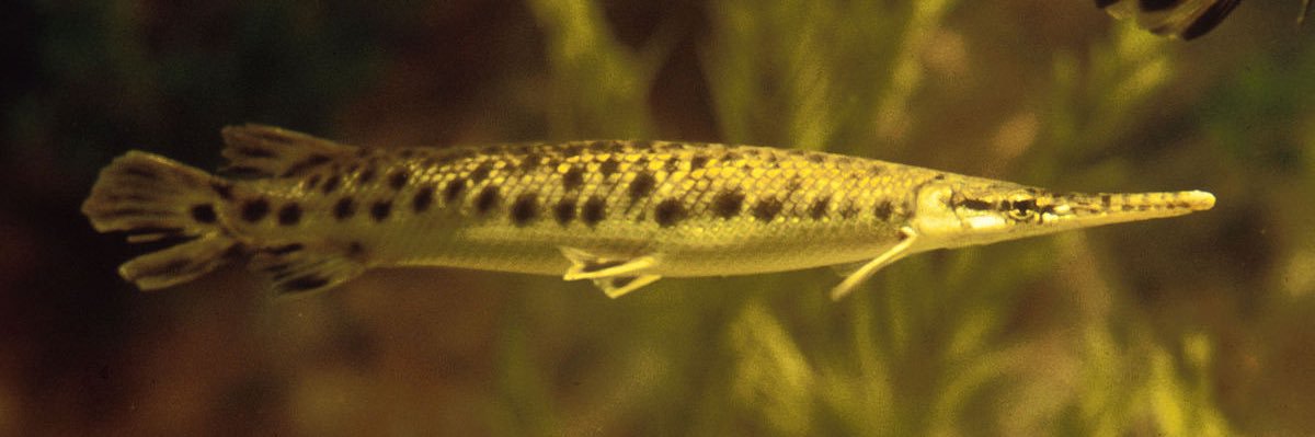 fish's banner