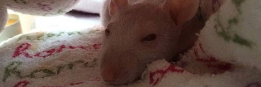 Gökçe Gazioğlu banner