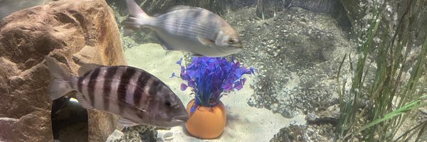 ccrn_hv Profile Banner