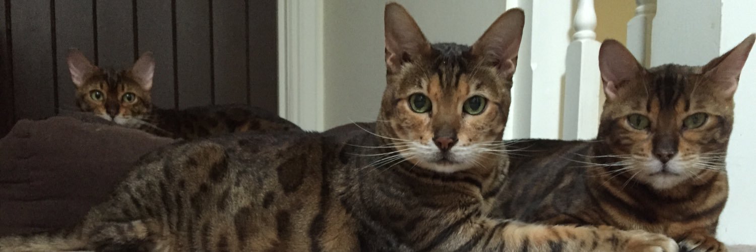 ducattybengals's profile banner image