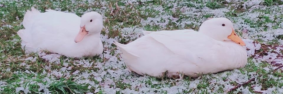 Sallysducks's profile banner image