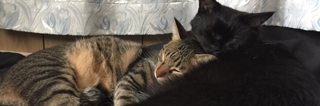 papukuro's profile banner image