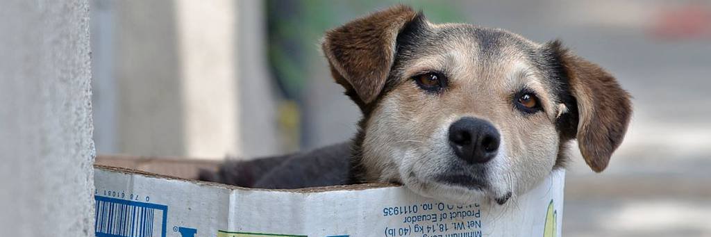 Perrito de la calle 🐶 banner