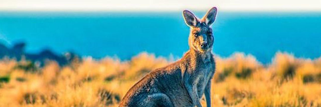 TaustraliaJack's profile banner image