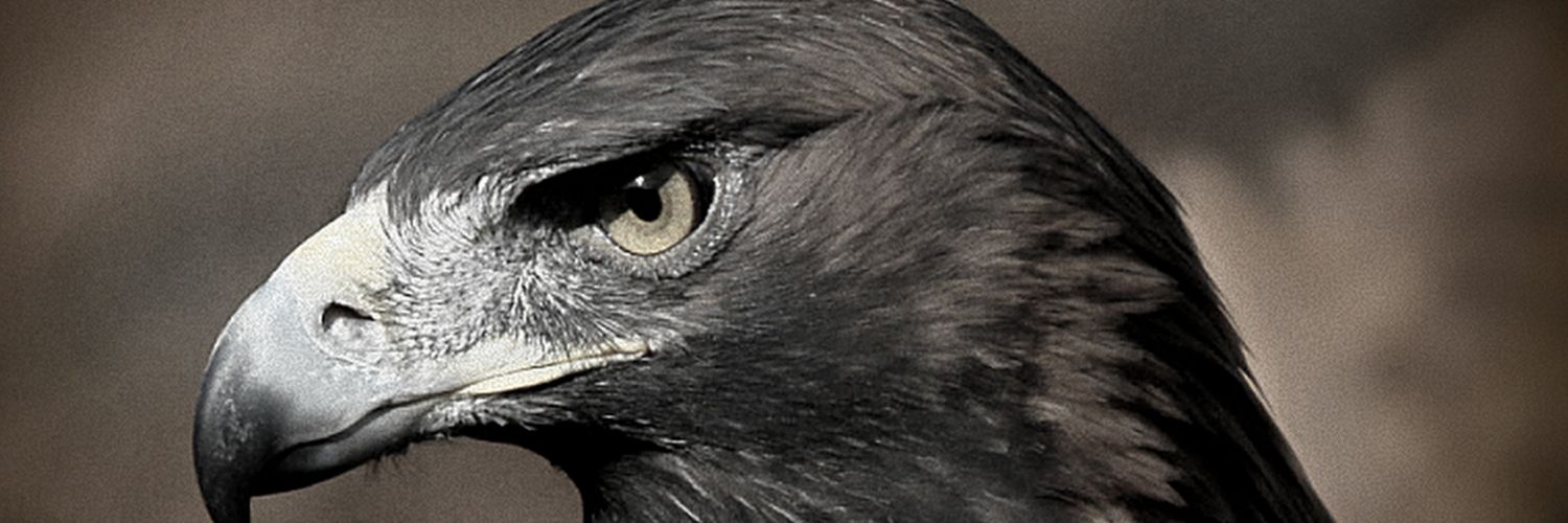 Bazaar54's profile banner image