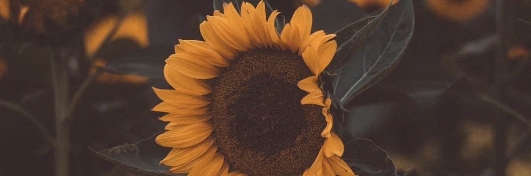 quelvelez's profile banner image
