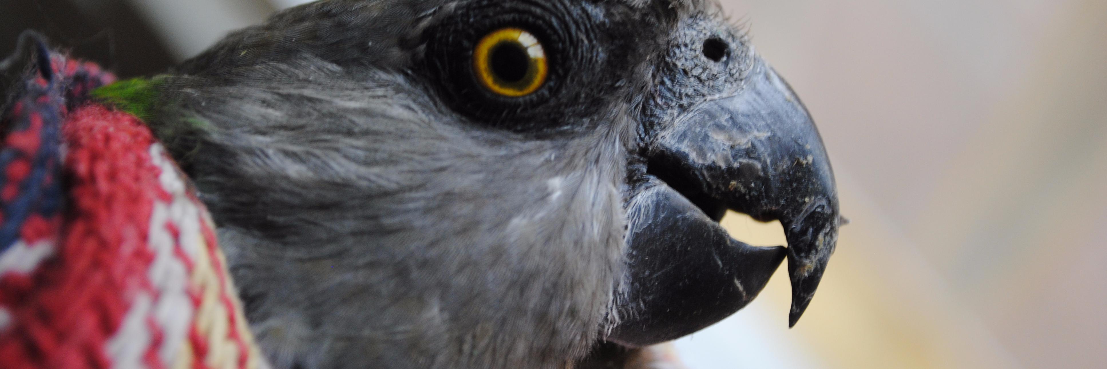 Twitter banner for @Macaws