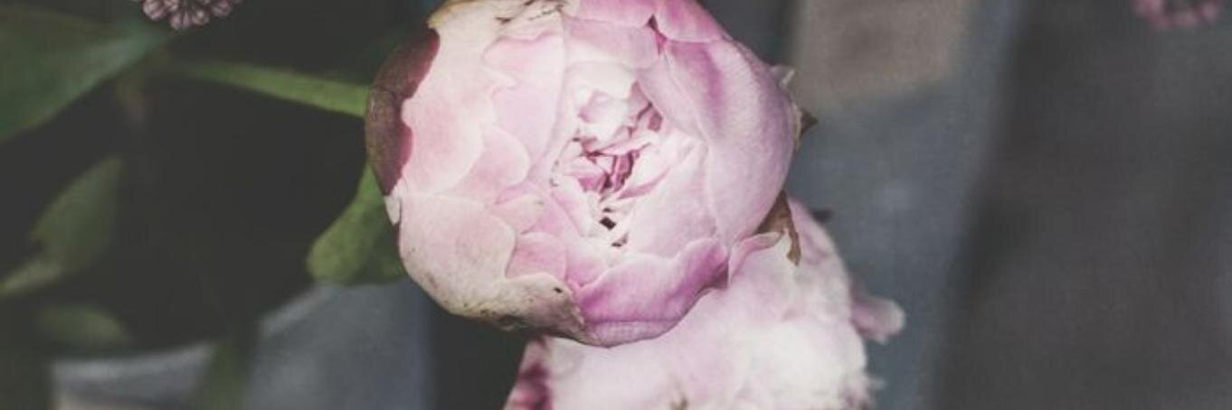 Jenny Hermanson banner