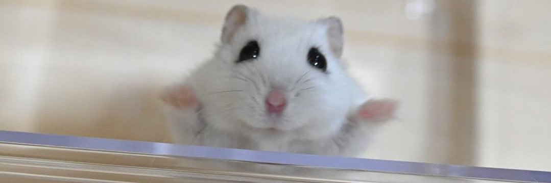 norpopoak's profile banner image