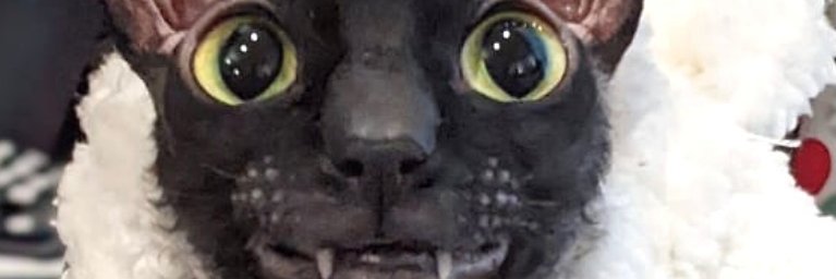 cryptocrapo88's profile banner image