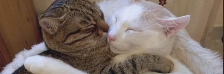 frogs_lovers2's profile banner image