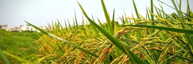 Krishak Jagat - National Agriculture Newspaper banner