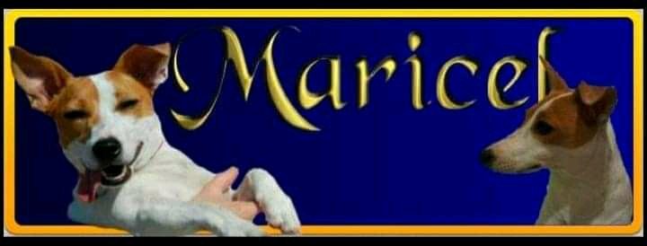 MaricelVet banner